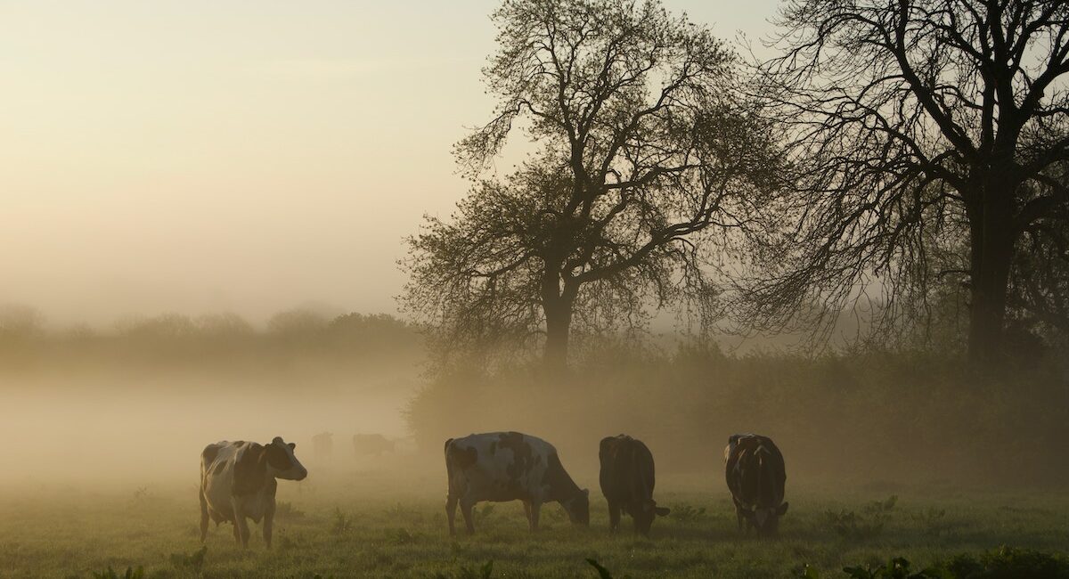 Cows in field | Primesave Properties