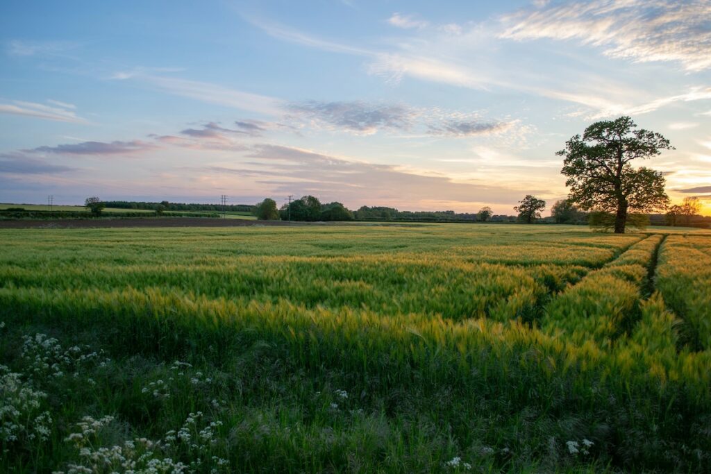 Field | Primesave Properties